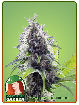 hawaiian-fire-autoflower-image