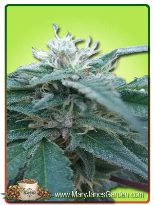 hemlock-autoflowering-image