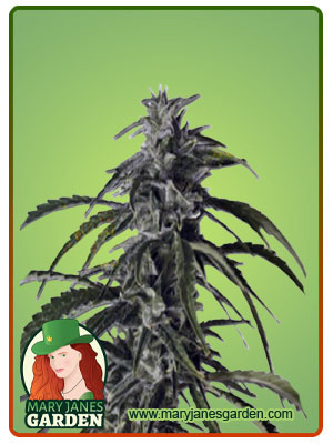 Hippie Crippler Autoflower