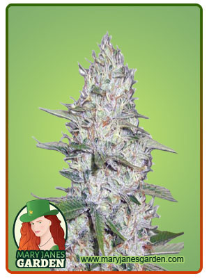 kali-girl-autoflower-image