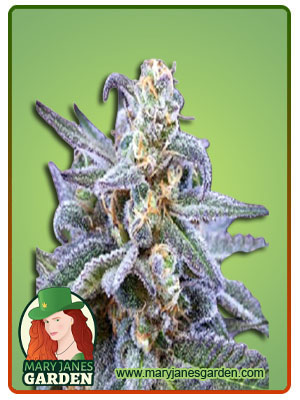 killer-blue-autoflower-image