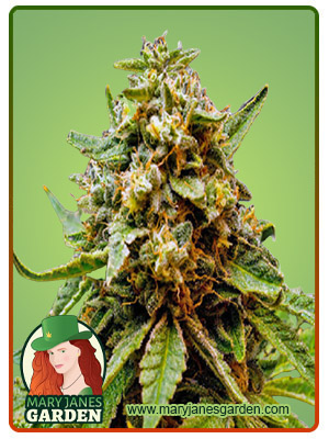 Killer Lemonade Autoflower