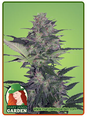 Kiwi Mint Autoflower