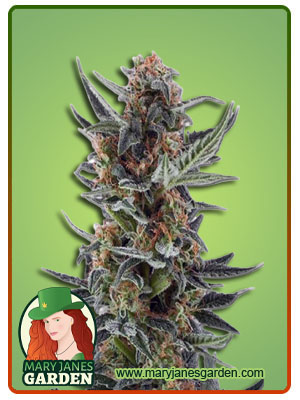 Lemon Jack Autoflower
