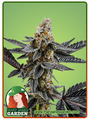 meat-breath-autoflower-image