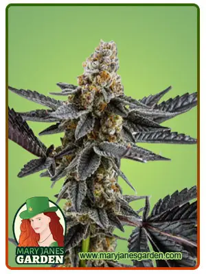 Meat Breath Autoflower