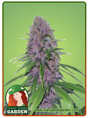 mendo-breath-autoflower-image