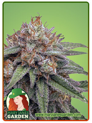 Mint Cookies Autoflower