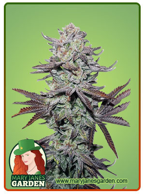 mint-dawg-autoflower-image