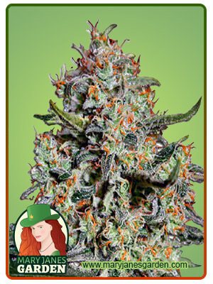 northern-mango-autoflower-image