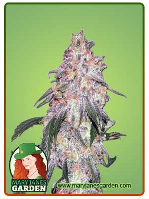 nypd-blue-autoflower-image