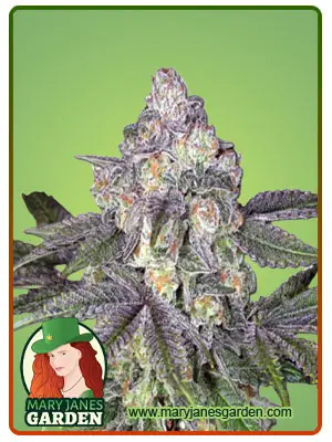 Orange Cake Autoflower