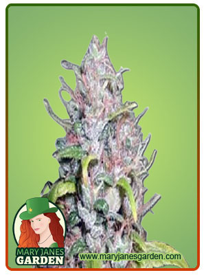 outer-space-autoflower-image