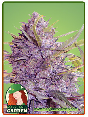 star-gazer-autoflower-image