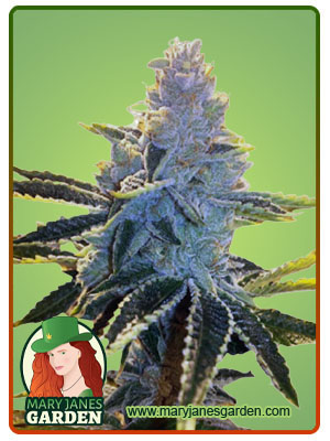 Super Dog Autoflower