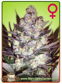 AK-48