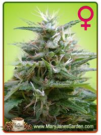 Black Jack