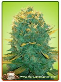 New York Power Diesel
