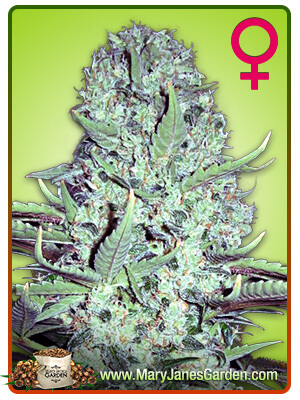 white-widow-image