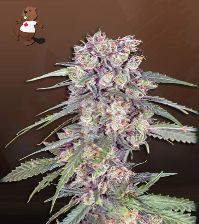 alaskan-thunder-fuck-image