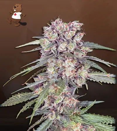 Alaskan Thunder Fuck