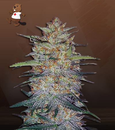 blood-orange-kush-image