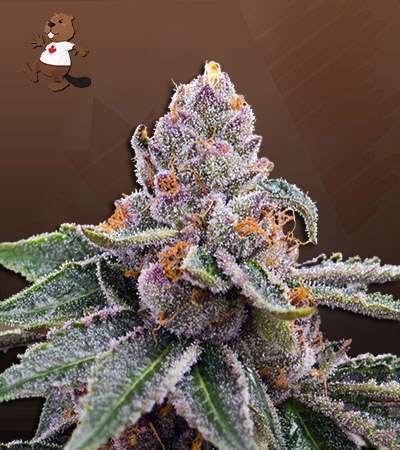 chocolate-gelato-image