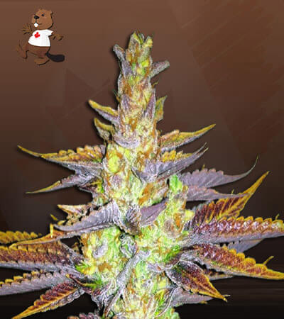 black-cherry-og-image