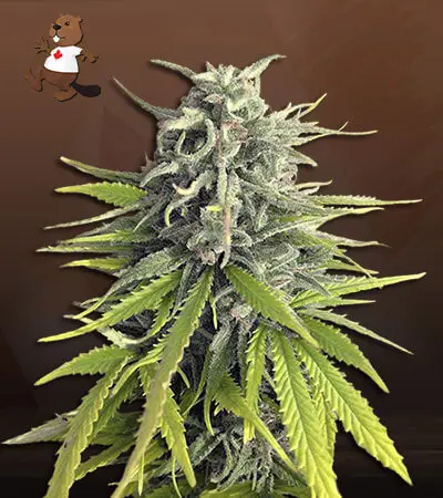 Durban Poison