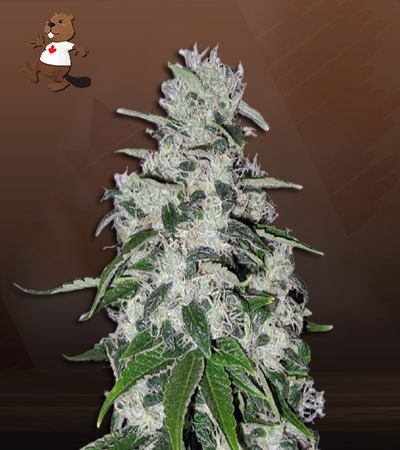 electric-berry-image