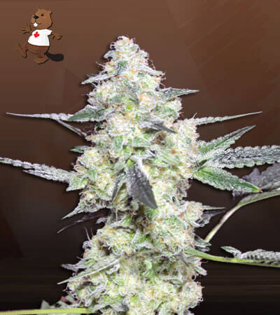 lemon-sherbert-image