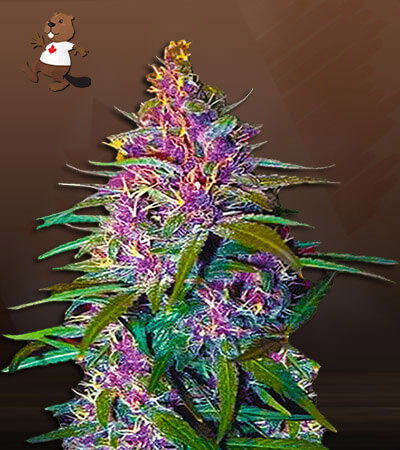 purple-kush-image