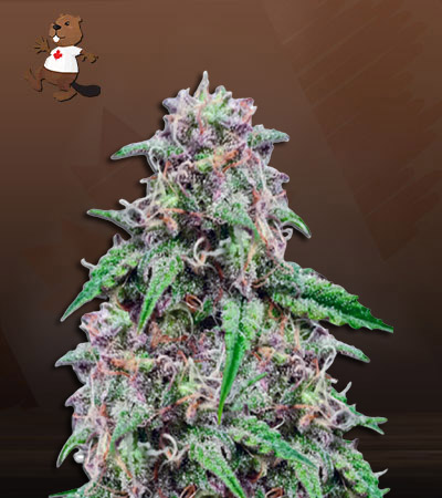 salted-caramel-image