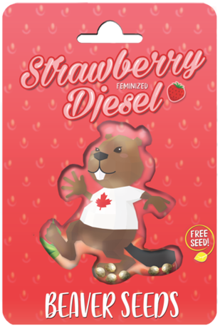strawberry-diesel-image