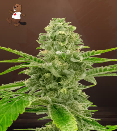 american-haze-california-haze-image