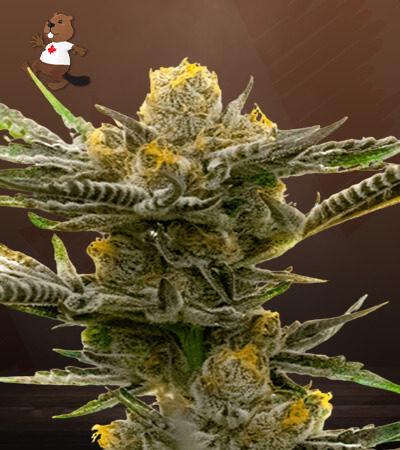 black-demon-og-image