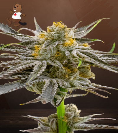 blood-diamond-og-image