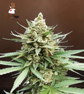 Blue OG