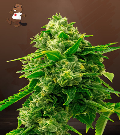 bruce-banner-2.0-image