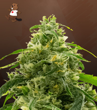 candyland-peyote-image