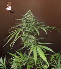 Critical +