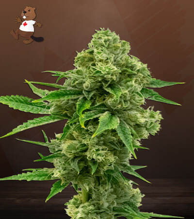 critical-bilbo-image