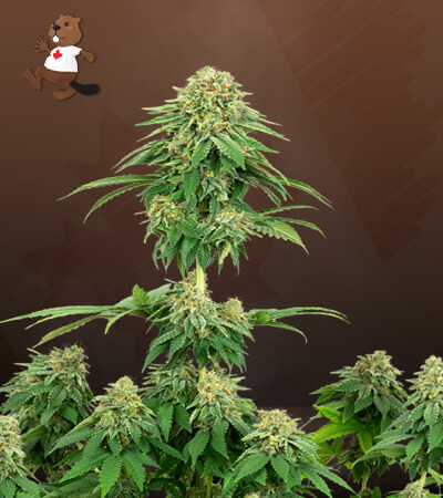 girl-scout-cookies-image