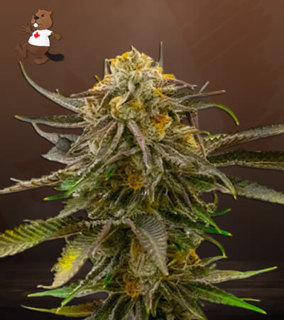 grandaddy-bruce-image