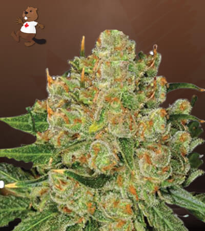 northern-critical-image