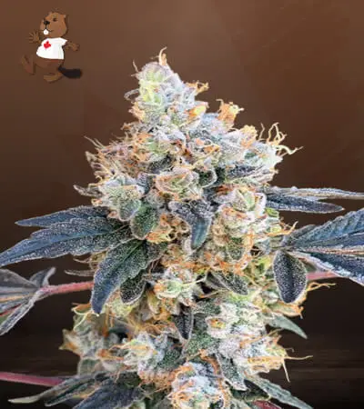 NY Diesel