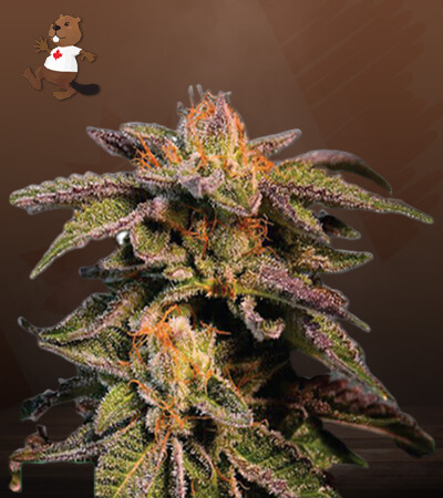 l.a.-confidential-x-afghan-kush-image