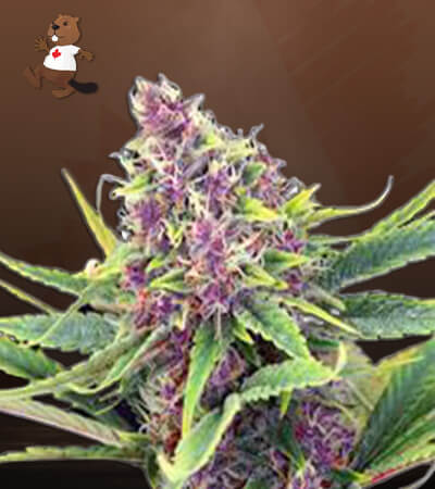 ultra-violet-og-image