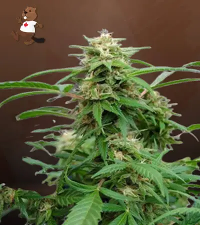 White Rhino