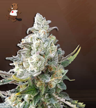 angel-og-autoflower-image